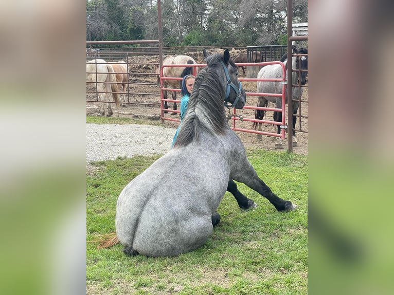 American Quarter Horse Mare 7 years 16,2 hh Roan-Blue in Windom, MN