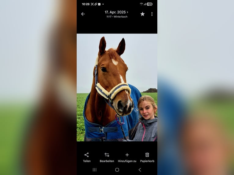 American Quarter Horse Mare 7 years 16 hh Chestnut-Red in Winterbach