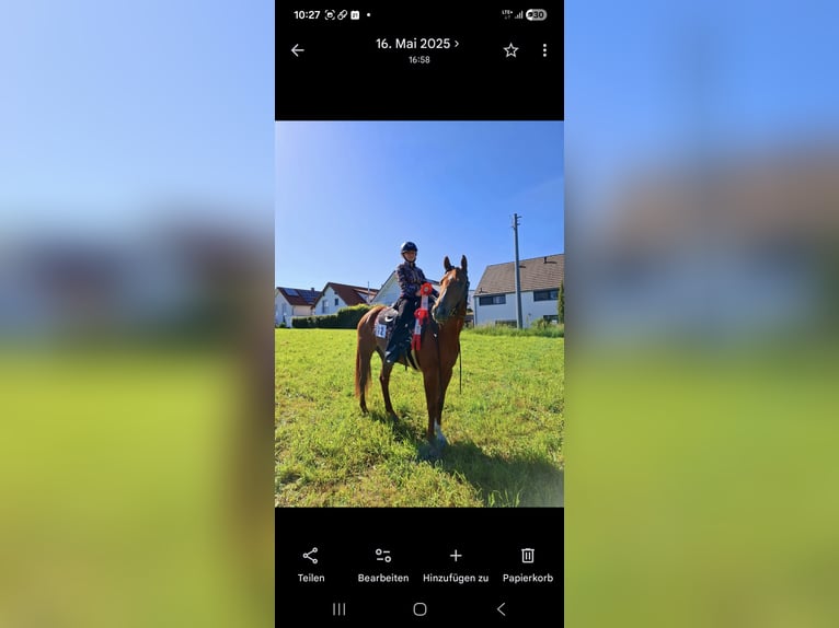 American Quarter Horse Mare 7 years 16 hh Chestnut-Red in Winterbach