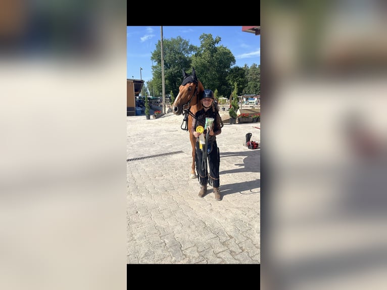 American Quarter Horse Mare 7 years 16 hh Chestnut-Red in Winterbach