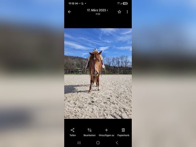 American Quarter Horse Mare 7 years 16 hh Chestnut-Red in Winterbach