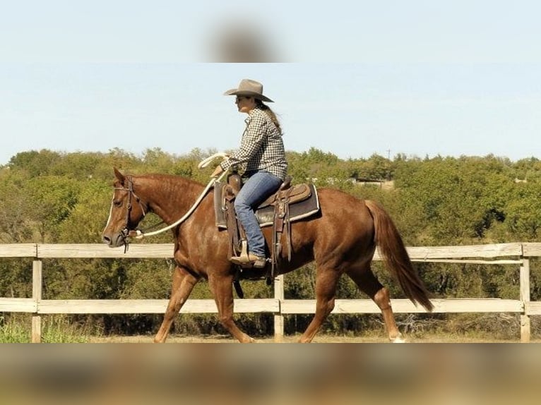 American Quarter Horse Mare 7 years 16 hh Chestnut in Huntington
