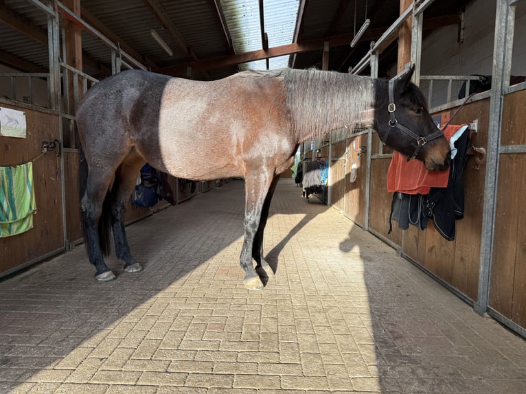 American Quarter Horse Mare 7 years 16 hh Roan-Bay in Neudrossenfeld