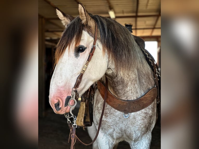 American Quarter Horse Mare 7 years 16 hh Roan-Blue in Byers, TX