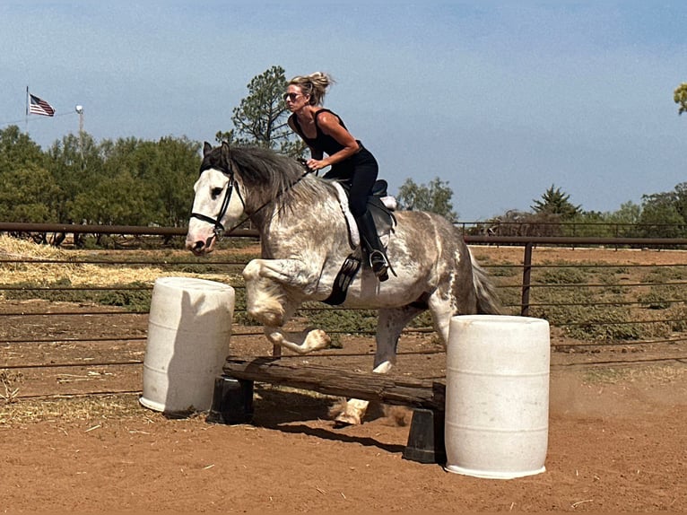 American Quarter Horse Mare 7 years 16 hh Roan-Blue in Byers, TX