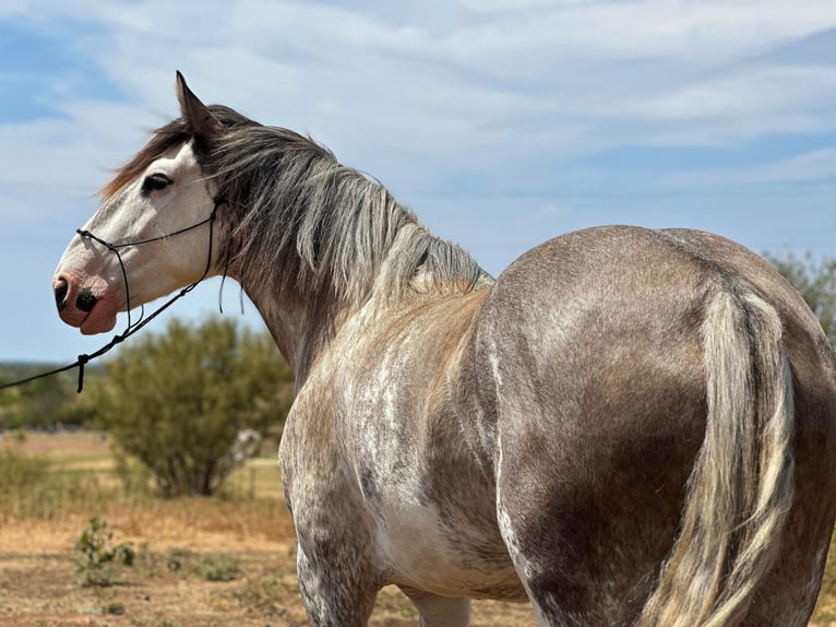 American Quarter Horse Mare 7 years 16 hh Roan-Blue in Byers, TX