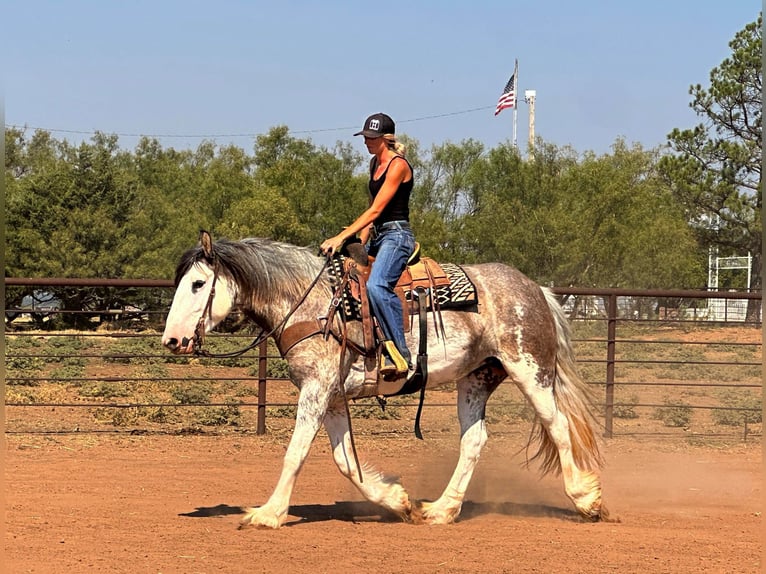 American Quarter Horse Mare 7 years 16 hh Roan-Blue in Byers, TX