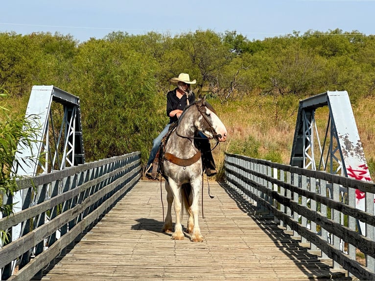 American Quarter Horse Mare 7 years 16 hh Roan-Blue in Byers, TX