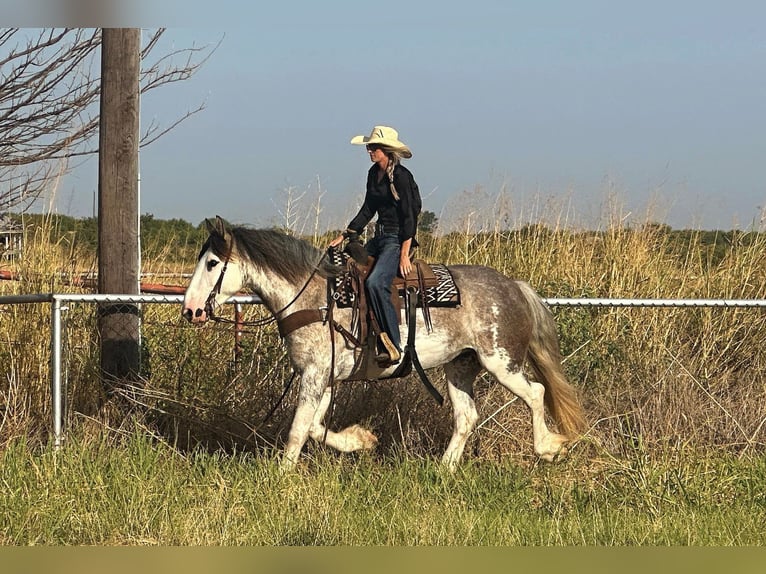 American Quarter Horse Mare 7 years 16 hh Roan-Blue in Byers, TX