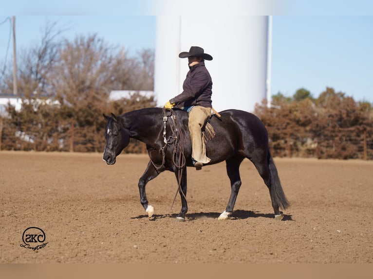 American Quarter Horse Mare 7 years Black in Canyon