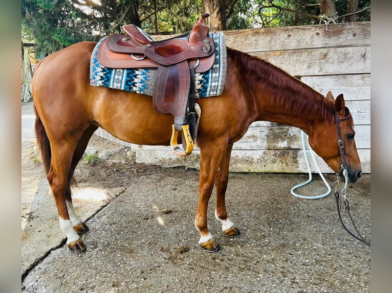 American Quarter Horse Mare 7 years Chestnut-Red in Mantova
