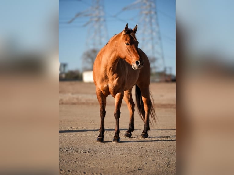 American Quarter Horse Mare 7 years Dun in Weatherford, TX
