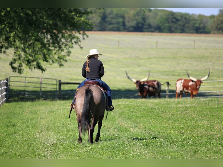 American Quarter Horse Mare 7 years Grullo in Clarion