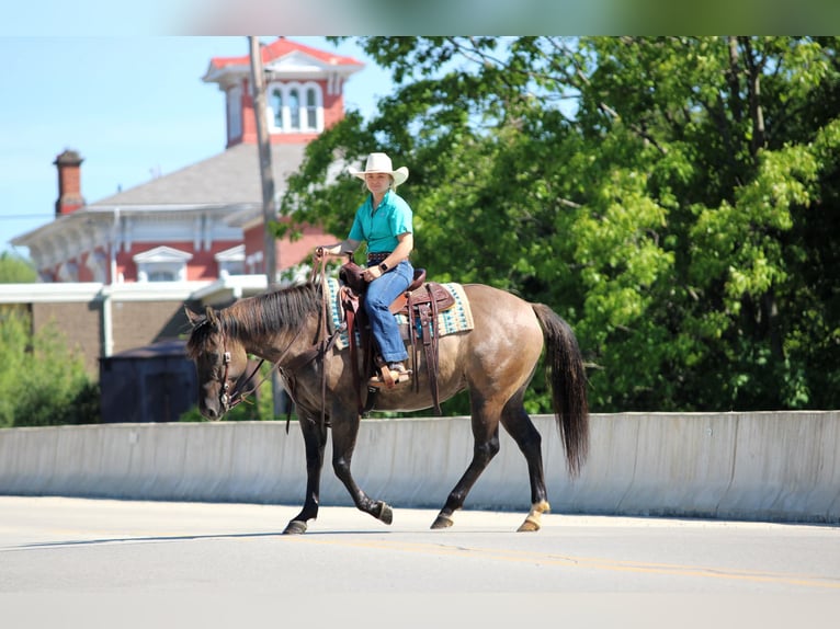 American Quarter Horse Mare 7 years Grullo in Clarion