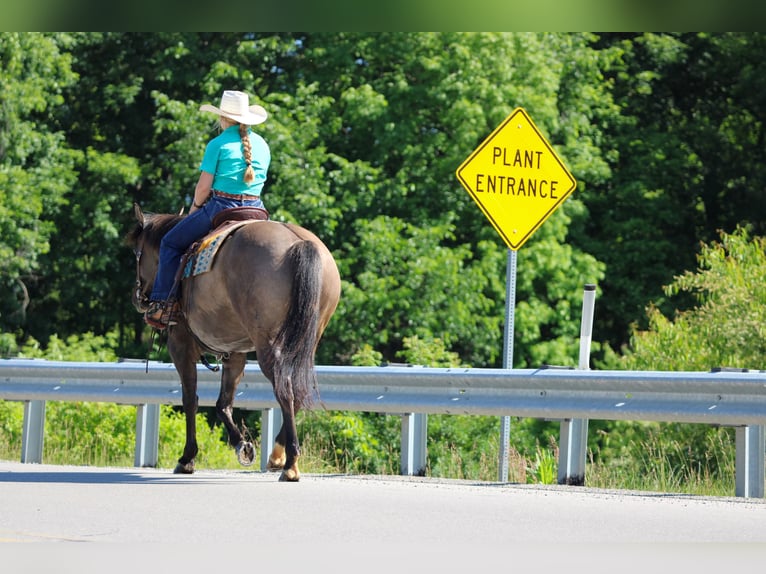 American Quarter Horse Mare 7 years Grullo in Clarion