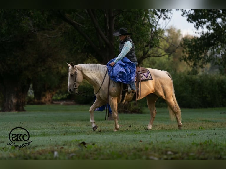 American Quarter Horse Mare 7 years Palomino in Canyon
