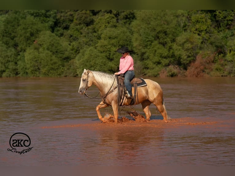 American Quarter Horse Mare 7 years Palomino in Canyon