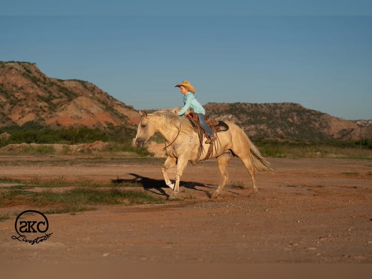 American Quarter Horse Mare 7 years Palomino in Canyon