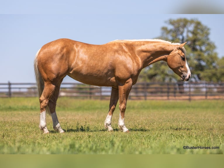 American Quarter Horse Mare 7 years Palomino in Weatherford TX