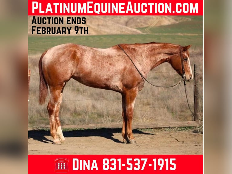 American Quarter Horse Mare 7 years Roan-Red in Paicines CA