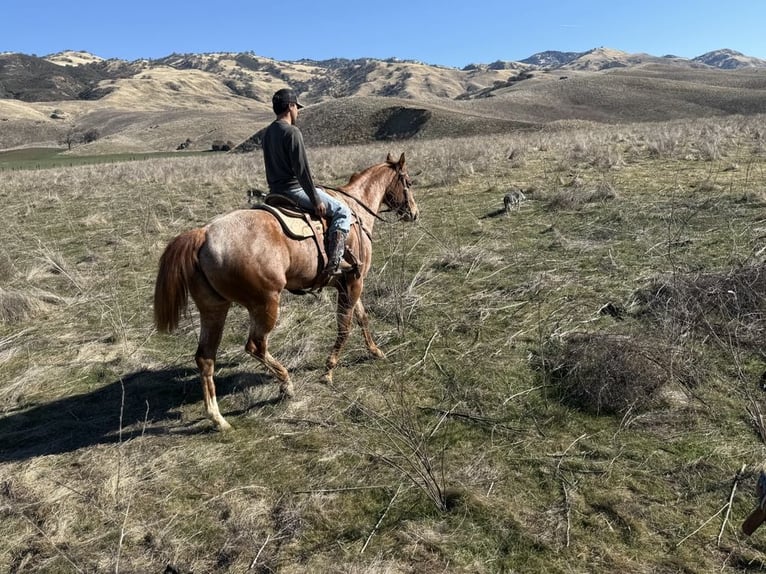 American Quarter Horse Mare 7 years Roan-Red in Paicines CA