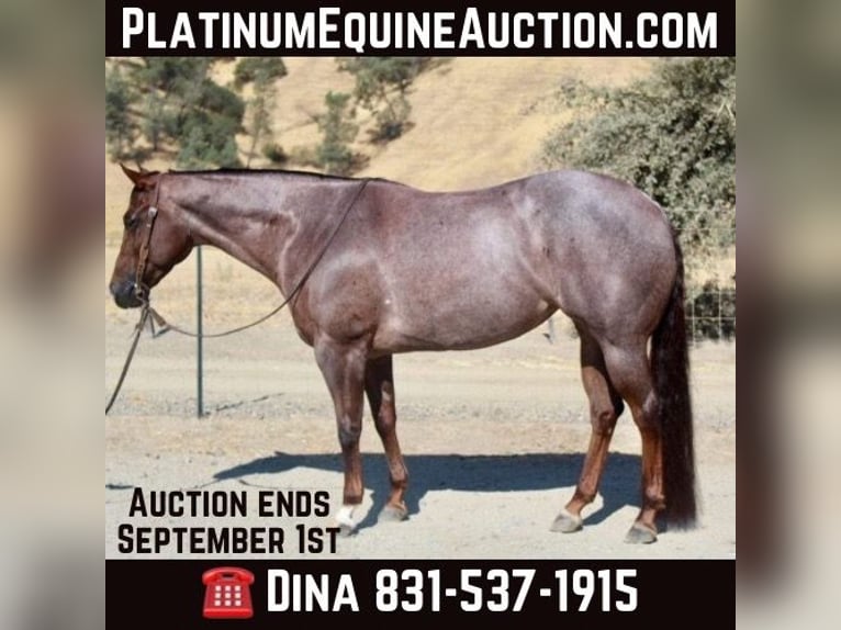 American Quarter Horse Mare 7 years Roan-Red in Paicines CA