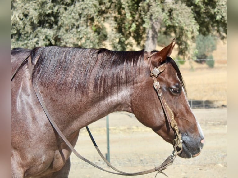 American Quarter Horse Mare 7 years Roan-Red in Paicines CA