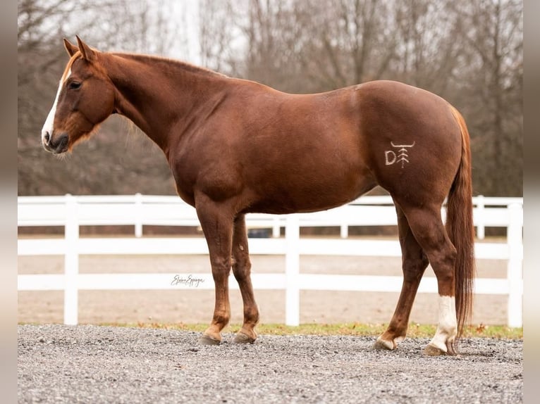 American Quarter Horse Mare 7 years Sorrel in Pierpont, OH