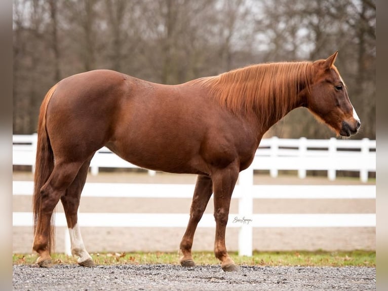 American Quarter Horse Mare 7 years Sorrel in Pierpont, OH