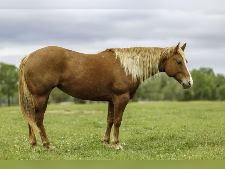 American Quarter Horse Mare 7 years Sorrel in Herrick