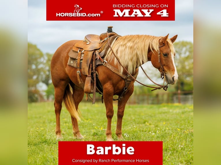 American Quarter Horse Mare 7 years Sorrel in Herrick