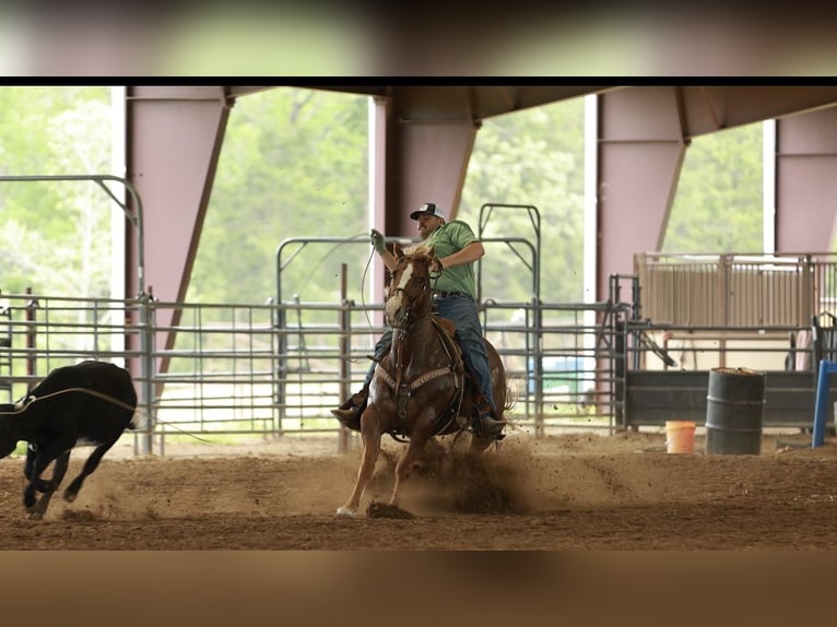 American Quarter Horse Mare 7 years Sorrel in Herrick