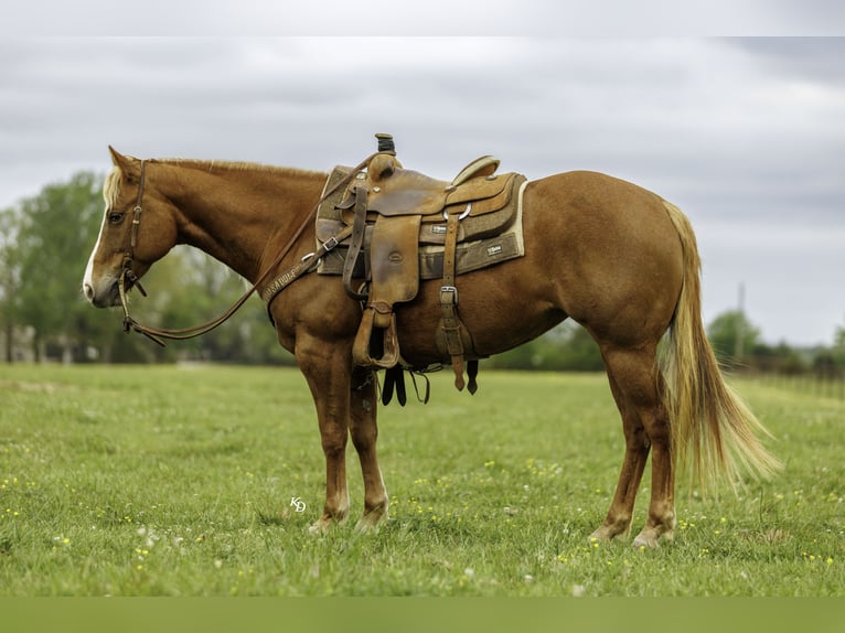 American Quarter Horse Mare 7 years Sorrel in Herrick