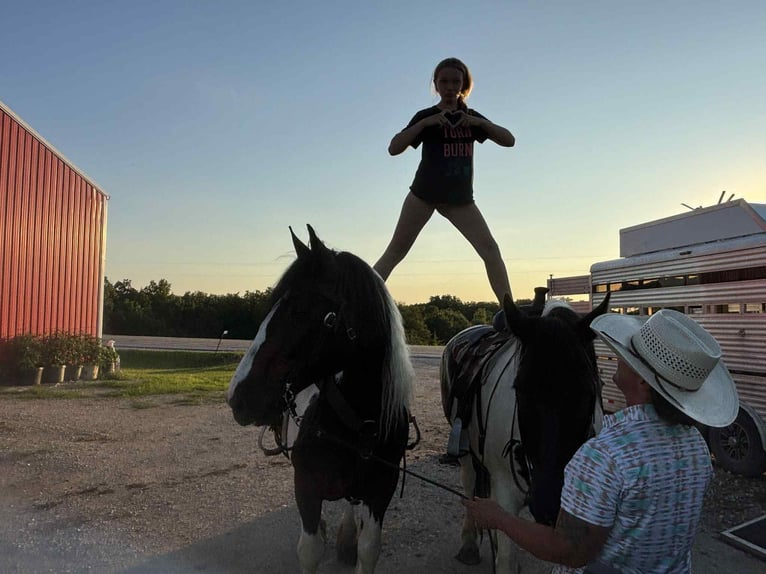 American Quarter Horse Mare 7 years Tobiano-all-colors in Princeton MO