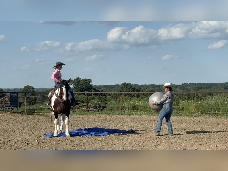 American Quarter Horse Mare 7 years Tobiano-all-colors in Princeton MO