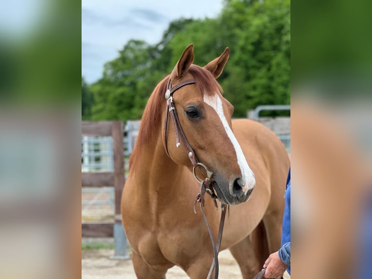 American Quarter Horse Mare 7 years in Dielheim