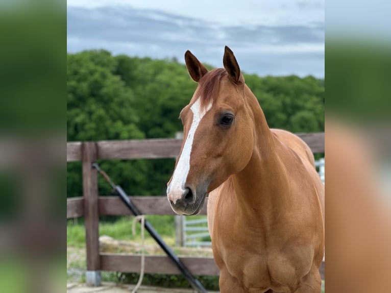 American Quarter Horse Mare 7 years in Dielheim