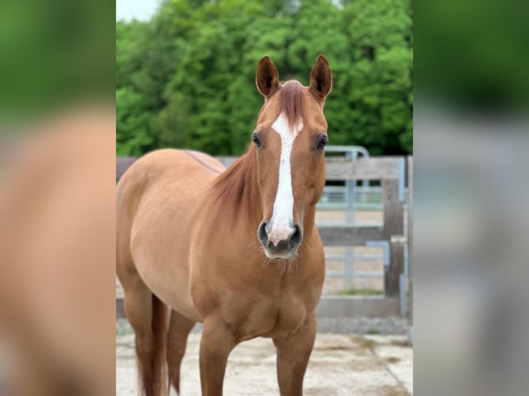 American Quarter Horse Mare 7 years in Dielheim