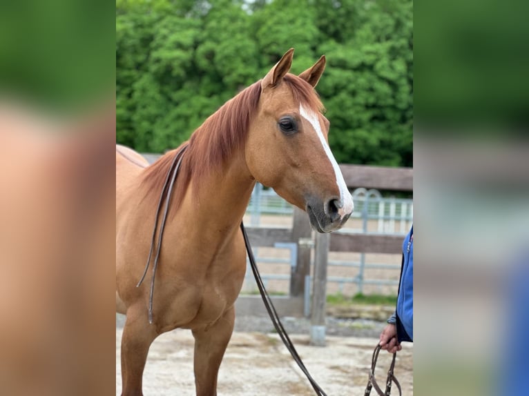 American Quarter Horse Mare 7 years in Dielheim