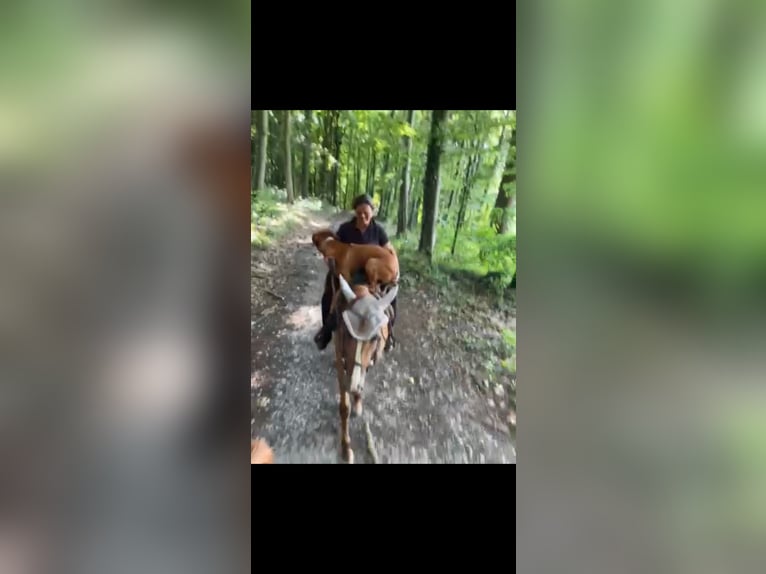 American Quarter Horse Mare 7 years in Dielheim