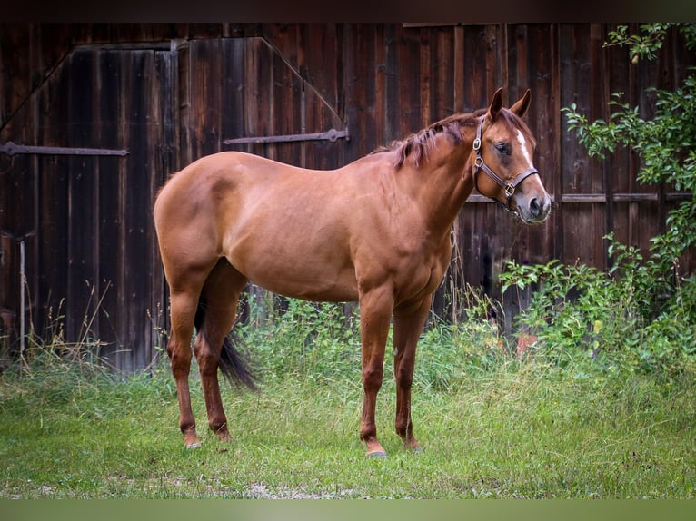 American Quarter Horse Mare 7 years in Memmingen