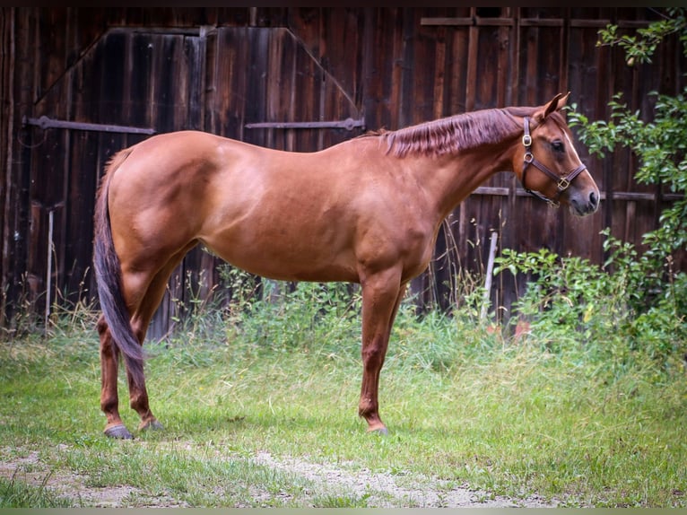 American Quarter Horse Mare 7 years in Memmingen
