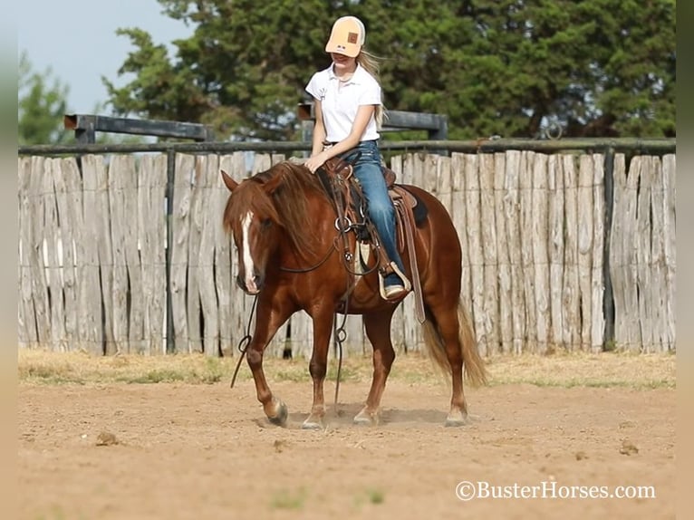 American Quarter Horse Mare 8 years 12,1 hh Bay in Weatherford TX