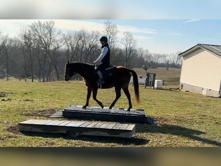 American Quarter Horse Mare 8 years 13.1 hh Bay in Lexington