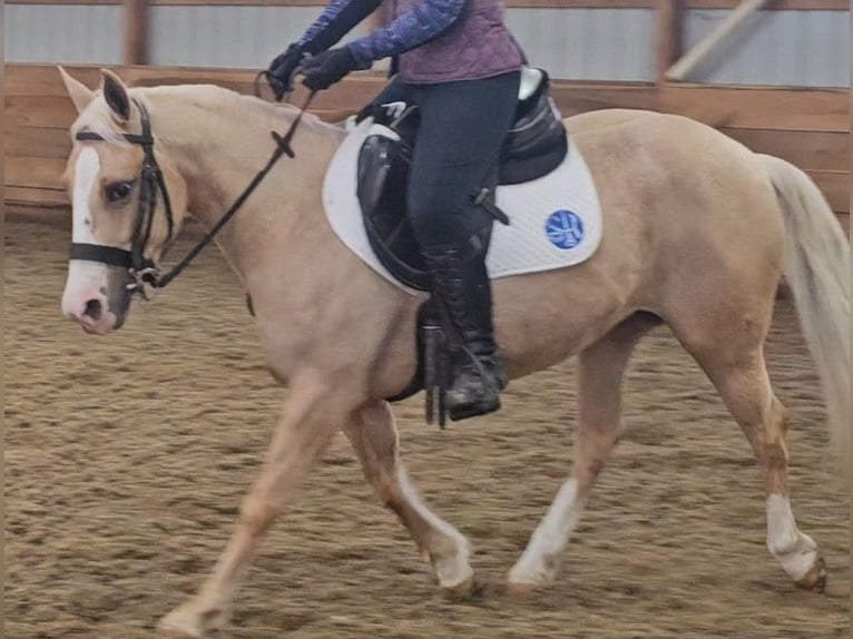 American Quarter Horse Mare 8 years 13,1 hh Palomino in Robards