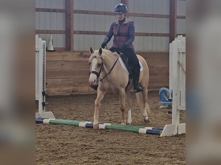 American Quarter Horse Mare 8 years 13,1 hh Palomino in Robards