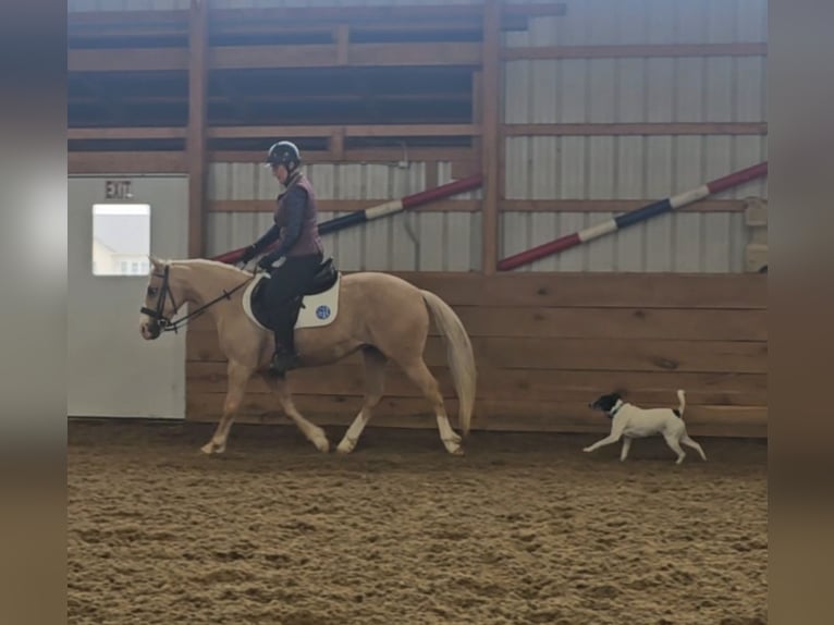 American Quarter Horse Mare 8 years 13,1 hh Palomino in Robards