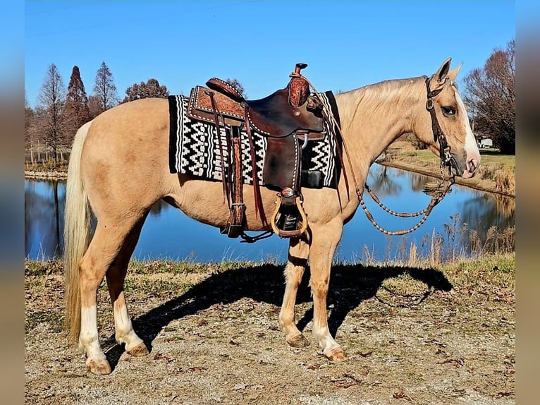 American Quarter Horse Mare 8 years 13,3 hh Palomino in Robards