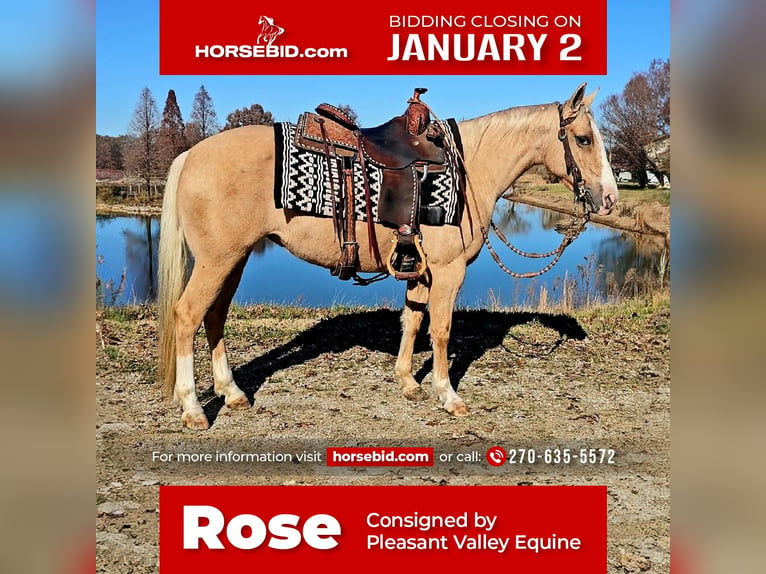 American Quarter Horse Mare 8 years 13,3 hh Palomino in Robards