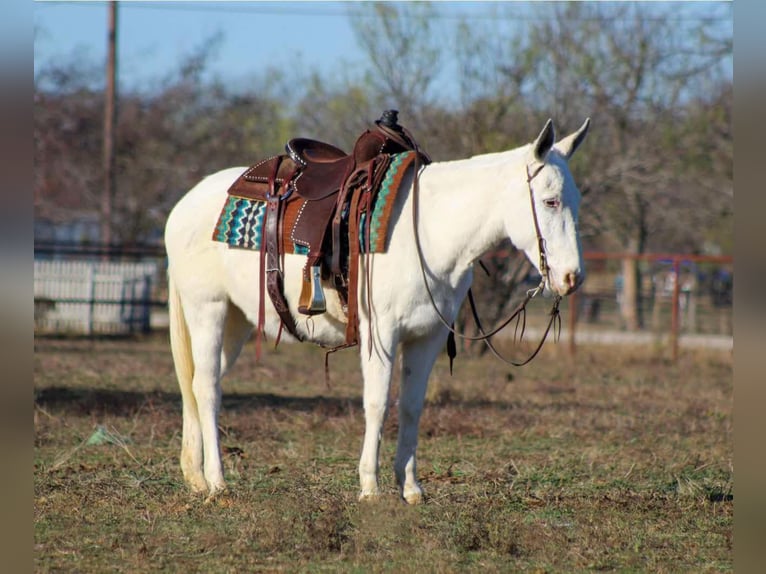 American Quarter Horse Mare 8 years 13,3 hh White in Stephenville TX